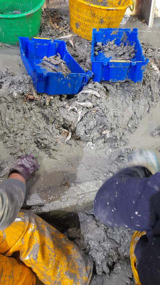 Ancona – Palumbo: “Per i pescatori con le reti gemelle fango e impatto drammatico”